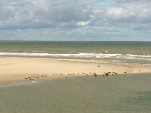 Zeehonden op het strand